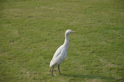 White heron on field