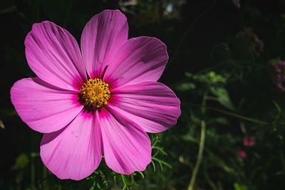 Close-up of pink flower