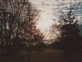 Bare trees at sunset