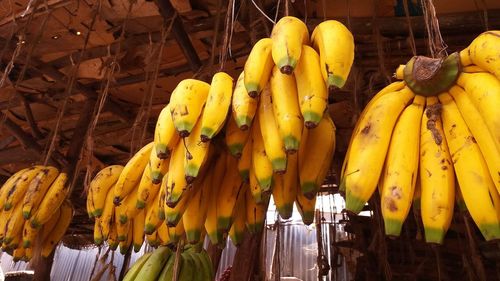 Low angle view of fruits hanging on tree