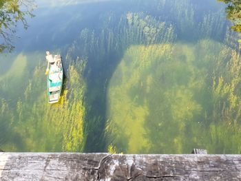 Panoramic view of trees on mountain