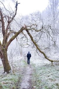 Rear view of man walking on bare tree