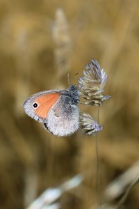 Butterfly on flower