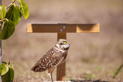 Burrowing owl athene cunicularia perched outside its burrow on marco island, florida