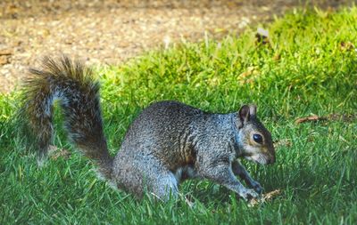 Close-up of squirrel