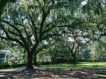 Trees in park