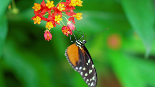 Close-up of butterfly pollinating on flower