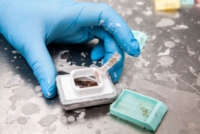 Scientist embedding tissues in paraffin blocks for sectioning. pathology laboratory. 