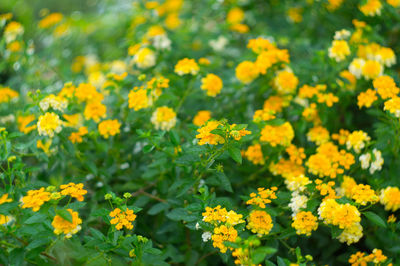 Close-up of yellow flowering plants on field