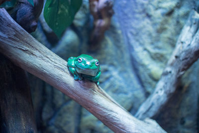 Close-up of frog on wood