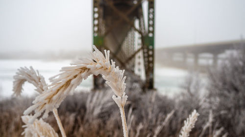 Close-up of snow on plant during winter