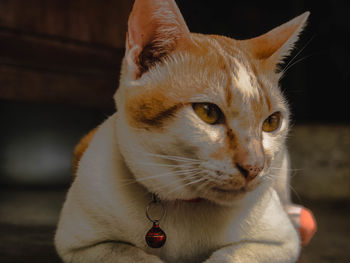 Close-up of cat looking away