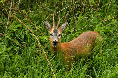 Portrait of deer on land