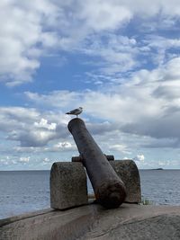 Seagull perching on a sea against sky