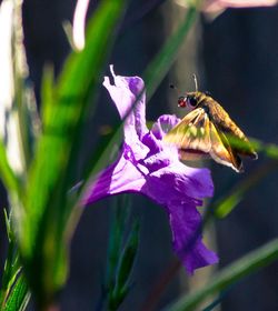 Close-up of insect on flower