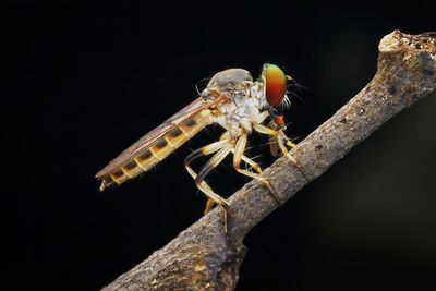 Close-up of insect on branch against black background