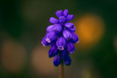 Close-up of purple flowering plant