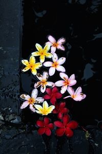 Flowers in water