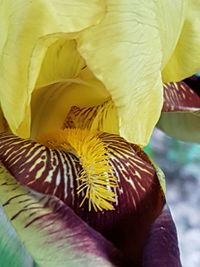 Full frame shot of yellow flower