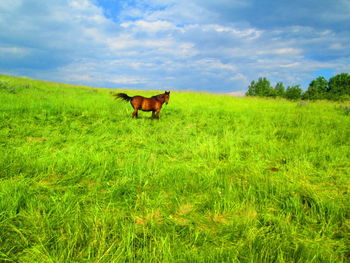 View of a horse on field