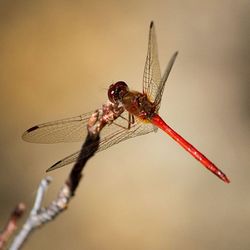 Close-up of dragonfly