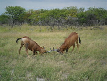 Horses in a field