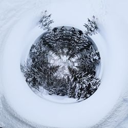 Digital composite image of tree against white background