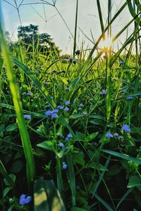 Close-up of fresh plants against sky