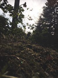 Trees against sky