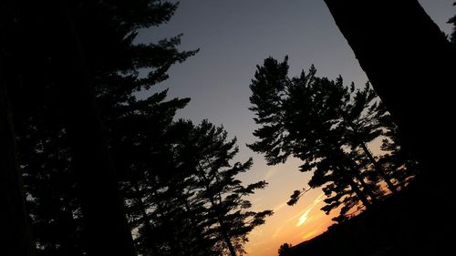 Low angle view of silhouette trees against sky at sunset