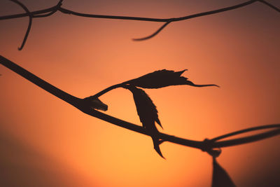 Close-up of silhouette plant against sky during sunset