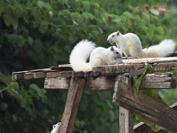 Close-up of sheep on wood