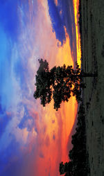 Low angle view of silhouette tree against dramatic sky