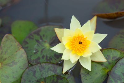 Close-up of yellow water lily