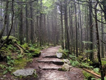 Footpath amidst trees in forest