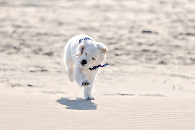 Close-up of dog running on beach