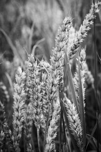 Close-up of stalks in field