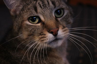 Close-up portrait of cat