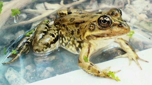 Close-up of frog swimming in pond