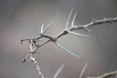 Close-up of barbed wire on tree