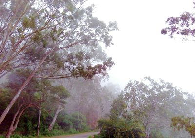 Scenic view of trees against clear sky