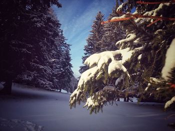 Snow covered trees