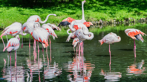 Flamingoes standing in lake
