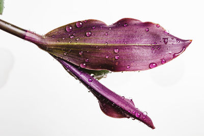 Close-up of wet pink flower against white background