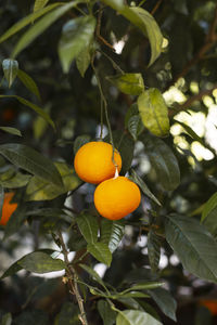 Oranges growing on tree