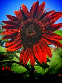 Close-up of red flower