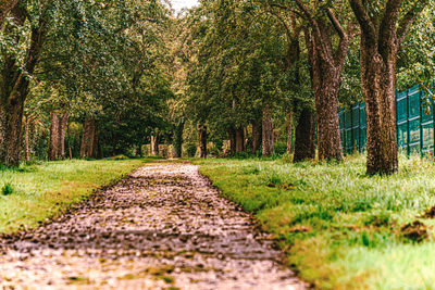 Footpath amidst trees in forest