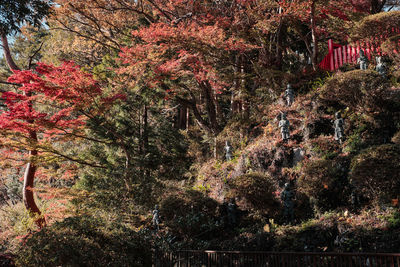 Low angle view of trees in forest during autumn