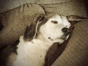 Dog resting on white surface