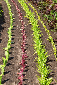 High angle view of flowering plants growing on field